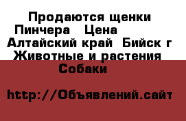 Продаются щенки Пинчера › Цена ­ 2 500 - Алтайский край, Бийск г. Животные и растения » Собаки   